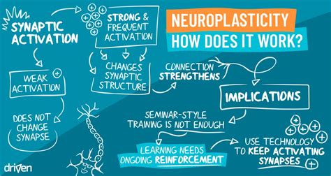 8 Simple Exercises to Enhance Neuroplasticity