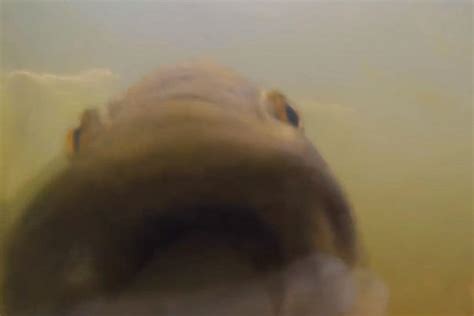 Image result for GoPro Fish Camera