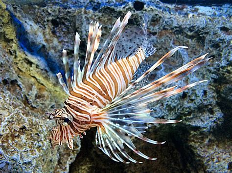 Image result for Fish Imafe for Python Code