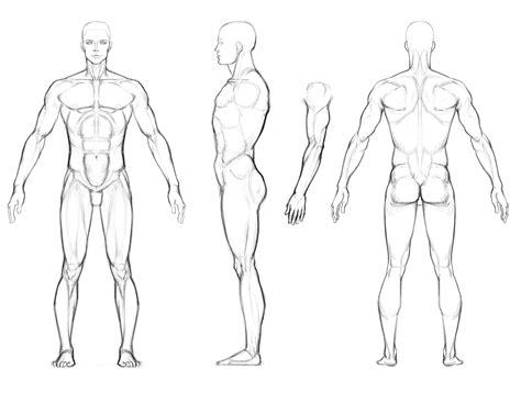 Male Anatomy Drawing Reference - Drawing Tips Guide