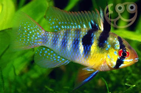 German Blue Ram Cichlid