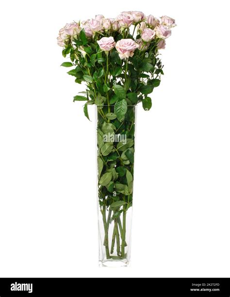 Light Pink Roses Vase at Mark Cox blog