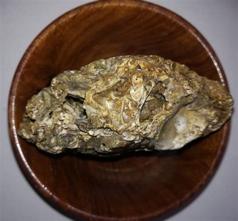 Image result for Sea Shell Fossil