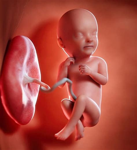 怀孕40周胎儿发育每周情况表-2010新版_word文档在线阅读与下载_无忧文档