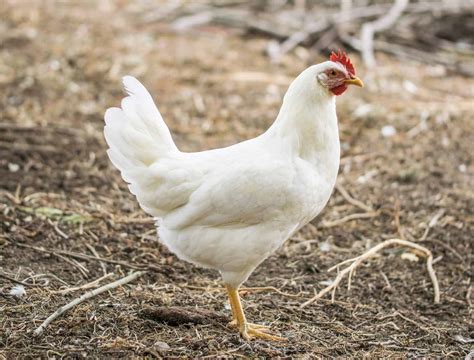 15 White Chicken Breeds to Add to Your Flock