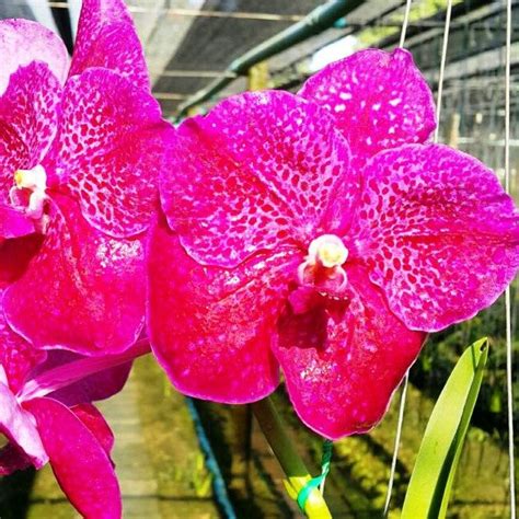 Sirilak X Bitz Hearthroab