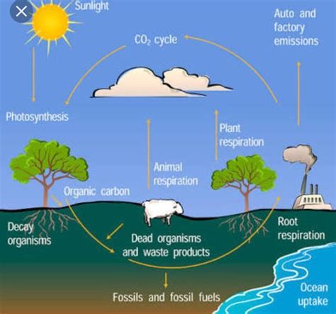 draw a well labelled diagram to show the cyclic circulation of water ...
