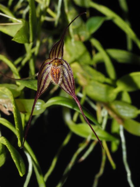 Bulbophyllum triaristella Schltr. | Plants of the World Online | Kew ...