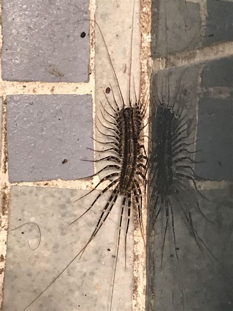 House Centipede Dangerous