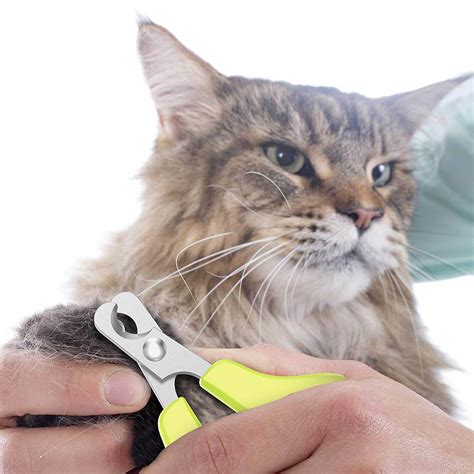 The 5 Best Cat Nail Clippers in 2023 | PawGearLab