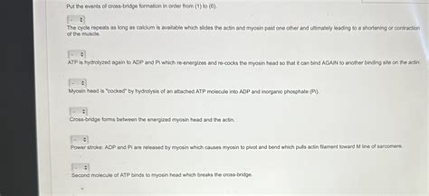 Image result for Microscope Crossbridge Cycle