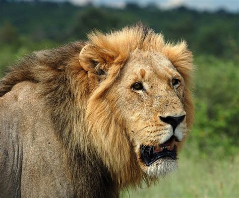 Image result for Lion Algorithm