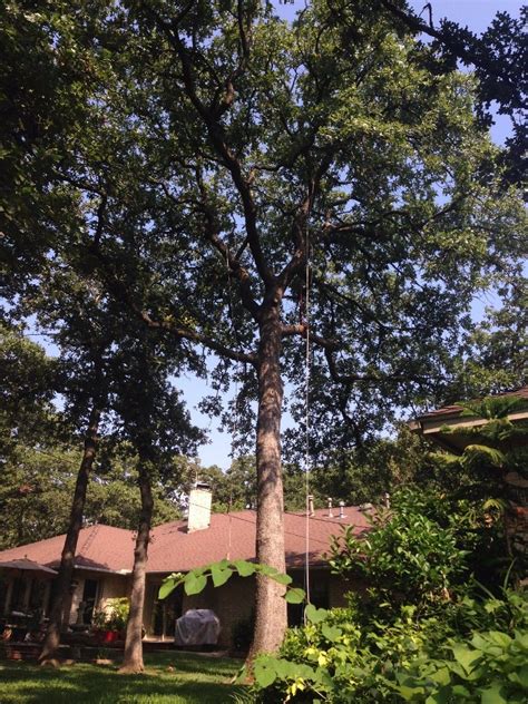 Tree Net 的图像结果