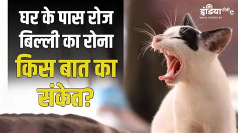 ghar ke bahar billi ka aa kar rona subh ya asubh cats crying ...