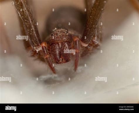 Frontal portrait of a brown recluse spider, fangs and eyes visible ...
