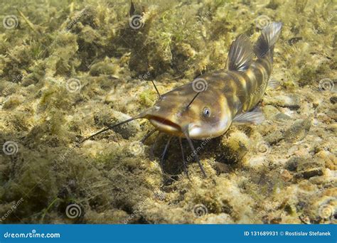 Brown Bullhead Catfish Ameiurus Nebulosus Underwater Photography ...