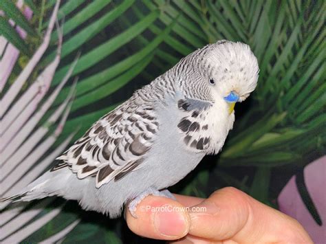 Grey English Budgies (Budgerigar) - ParrotCrown.com