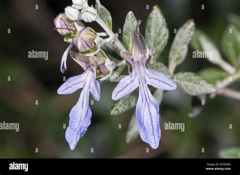 Image result for Database JavaScript