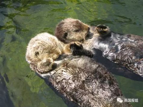 世界上最呆萌的动物：游泳把孩子放在肚子上，睡觉时总喜欢手牵手_海獭