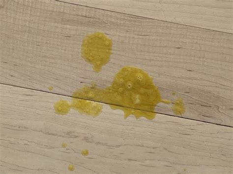 6 Reasons Why Your Dog Is Throwing Up Yellow Bile | PetMD