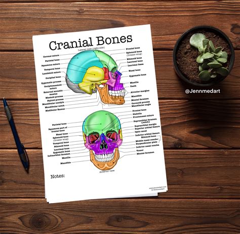 Buy Cranial Bones Anatomy Coloring Page LABELED Digital Download Skull ...