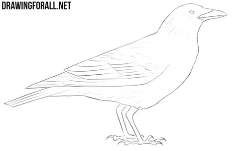 Image result for Crow Drawing Tutorial