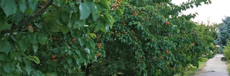 Gärtnerei Jakubek Wien