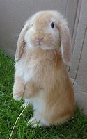 Image result for Baby Fawn Holland Lops