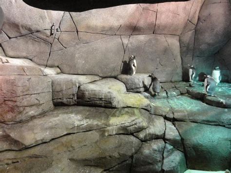 ZooLex Image - 'Ice chamber'