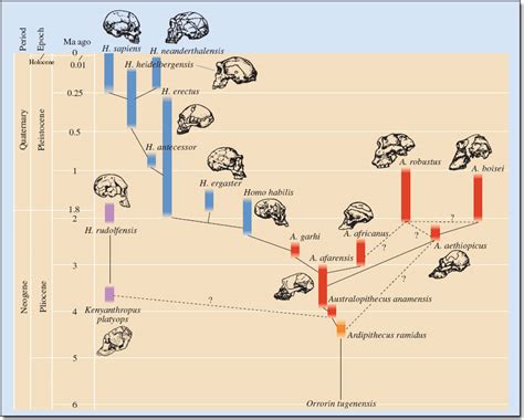 Australopithecus Evolution 的图像结果