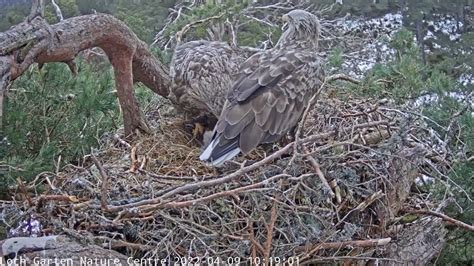 Hidden camera gets live footage of wild white-tailed eagle hatching ...