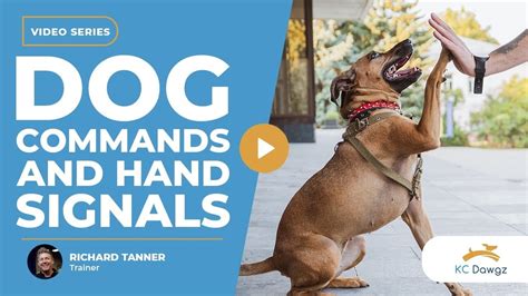 Image result for Hand Commands for Dogs