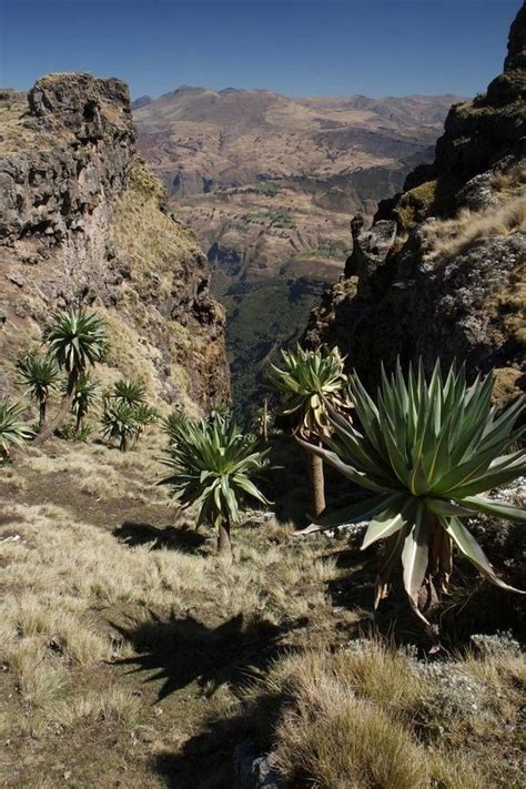 探秘“非洲屋脊”埃塞俄比亚高原 - 域外文明 - 东南网