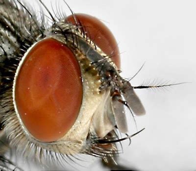 Structure and modifications of insect antennae