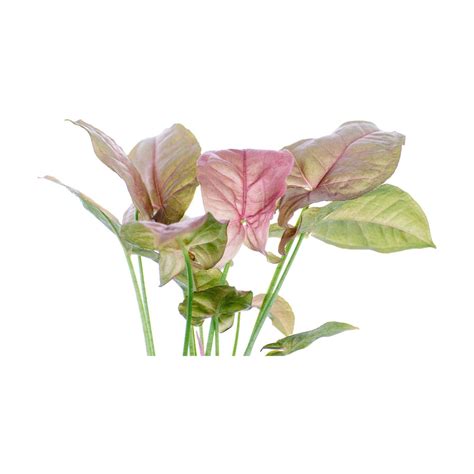 | Indoor Plants Syngonium Pink – Inntinn.in