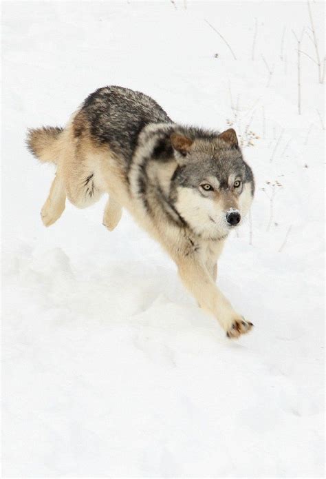 Wolves Running Really Fast 的图像结果