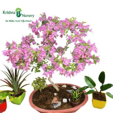 Bougainvillea Bonsai