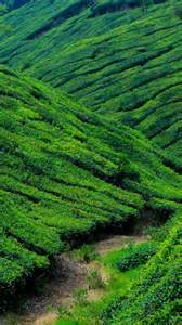 Check Out The List Of Asia's Best Rural Escapes 2025