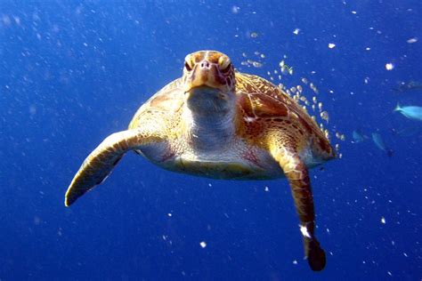 Full-Day Similans Scuba Diving from Phuket 2022 - Viator