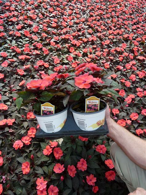 How To Grow SunPatiens - Greenhouse Grower
