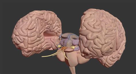 3d model human brain