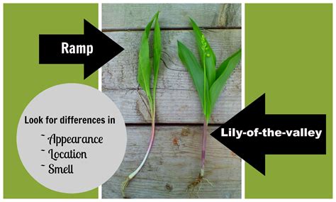 How to tell the difference between ramps and lily-of-the-valley - A Magical Life