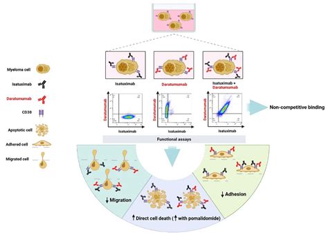 Non-Competitive Binding of Isatuximab and Daratumumab to CD38 ...