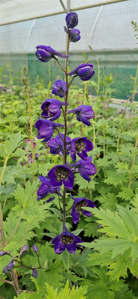 Delphinium 'Black Knight' (Pacific Giant Series) | Proctors Nursery