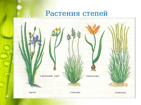 Зона степей. Окружающий мир. 4 класс - окружающий мир, презентации
