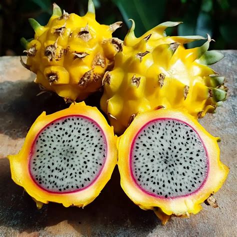 Pitaya Yellow Dragon Fruit: Sweet Health Boost