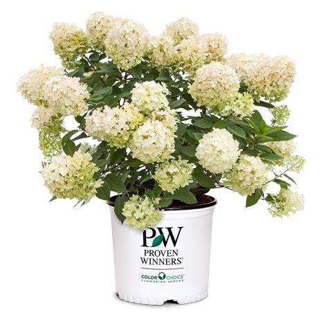 Panicle Hydrangea | Fire Light Tidbit® | Proven Winners® Shrubs ...