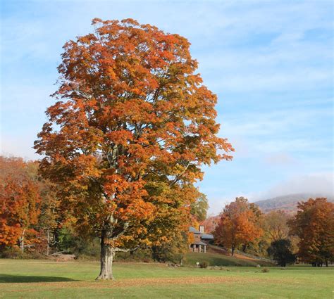 Frost Valley Fall Fest – Frost Valley YMCA