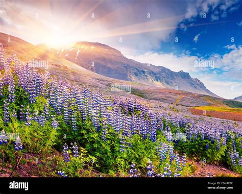Typical Icelandic landscape with field of blooming lupine flowers in ...