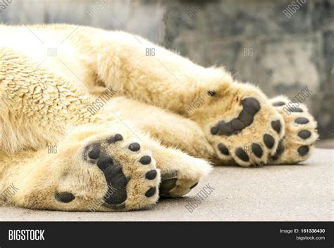 Paws Polar Bear. Ursus Image & Photo (Free Trial) | Bigstock